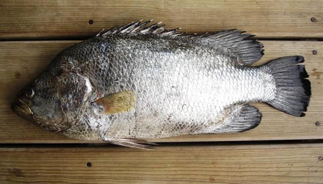 Lobotes pacificus Gilbert, 1898